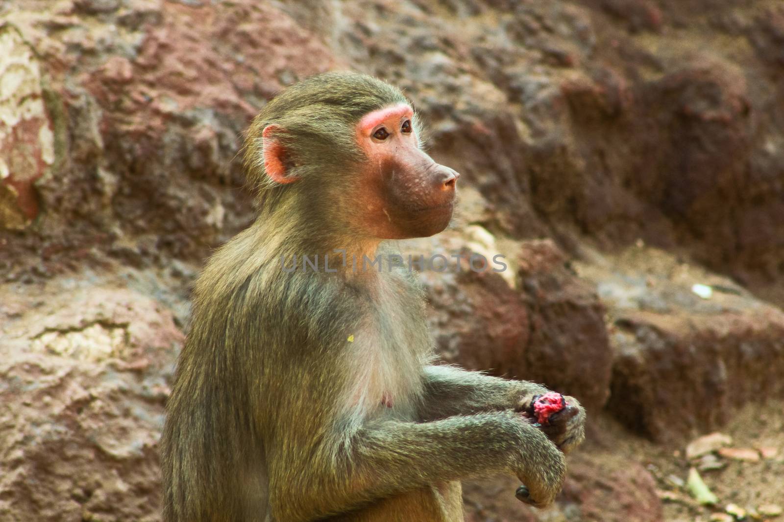 Baboon Monkey living, eating and playing in the Savanna standing on mountains and rocks