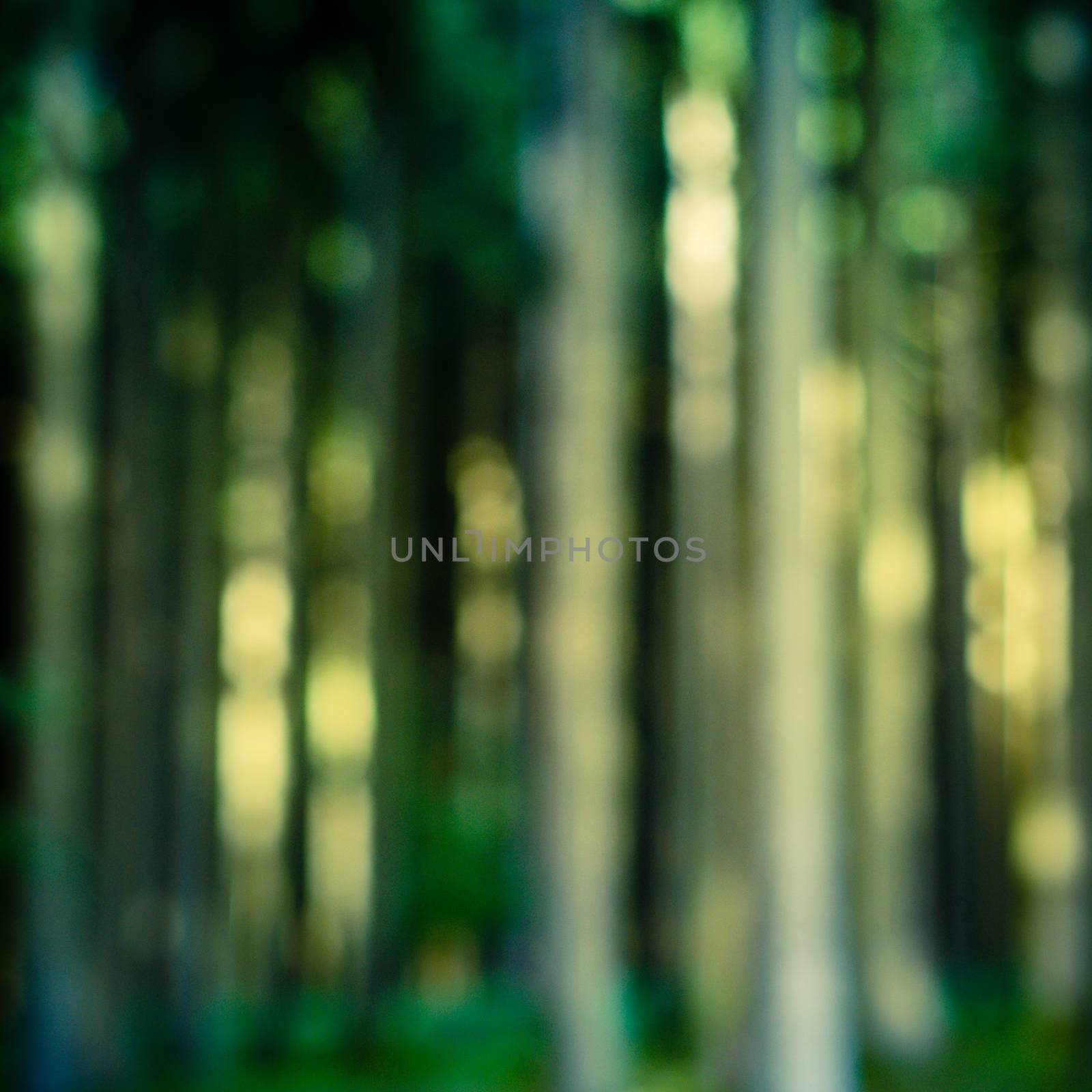 Retro Defocused Photo Of Sunlight Through Forest Trees