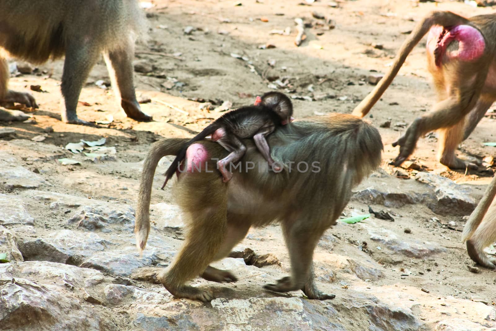 Baboon Monkey chilling , eating , playing on savanna on the mountains and rocks