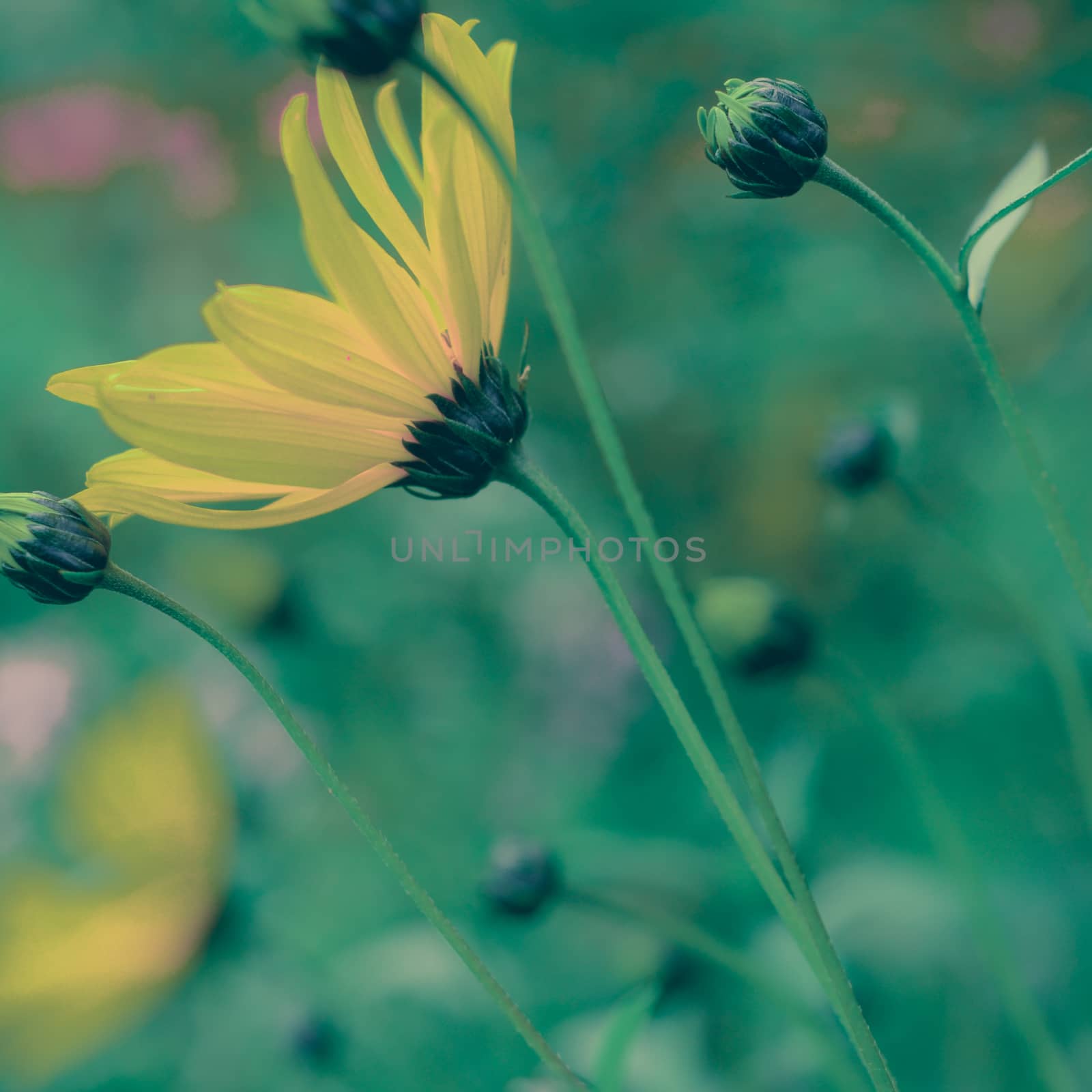Retro Pastel Yellow Daisy Wildflowers by mrdoomits