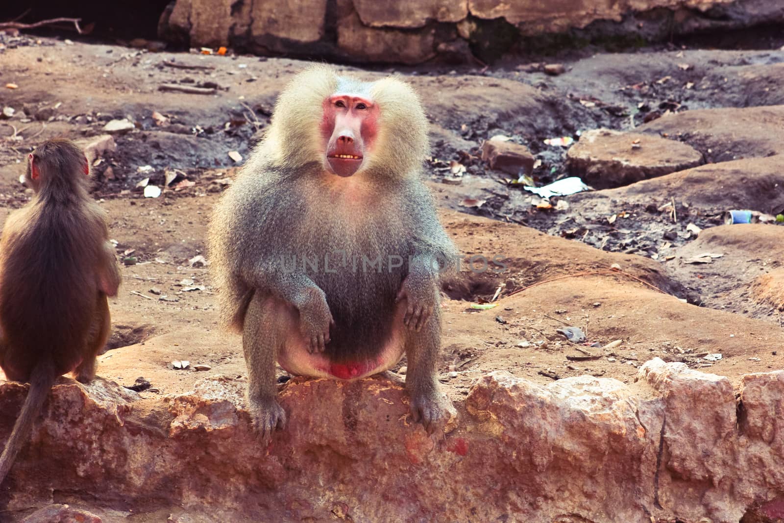 Baboon Monkey chilling , eating , playing on savanna on the mountains and rocks