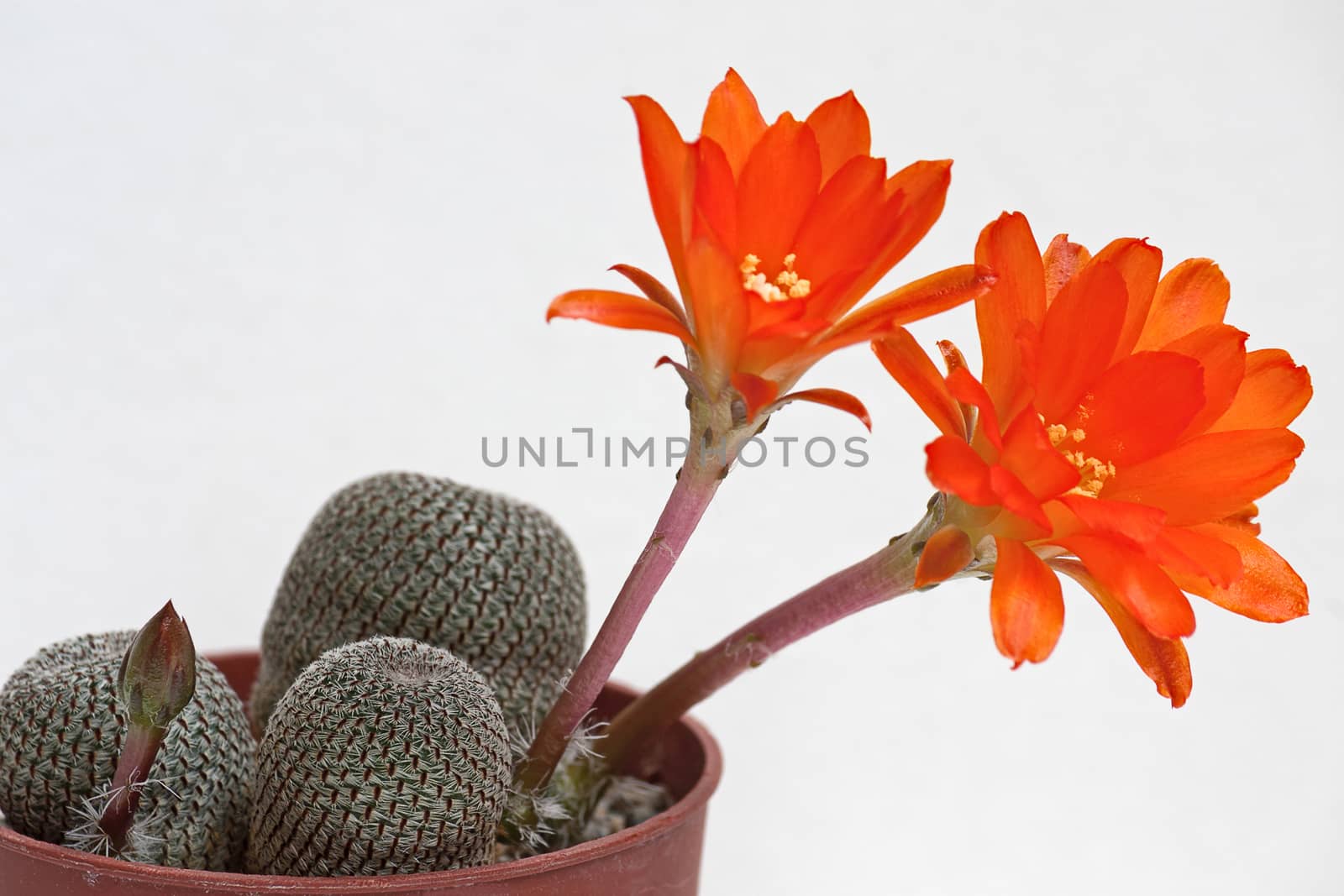 Cactus flowers  by zhannaprokopeva