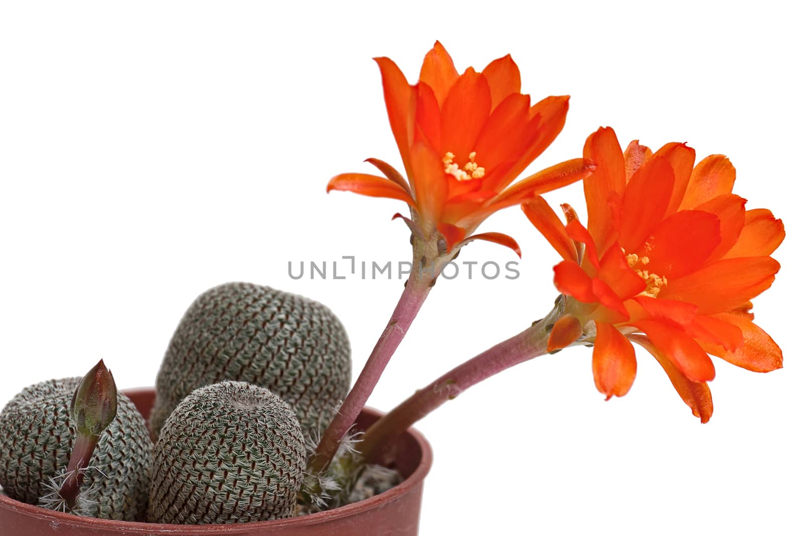 Cactus flowers, isolated on white background.Image with shallow depth of field.