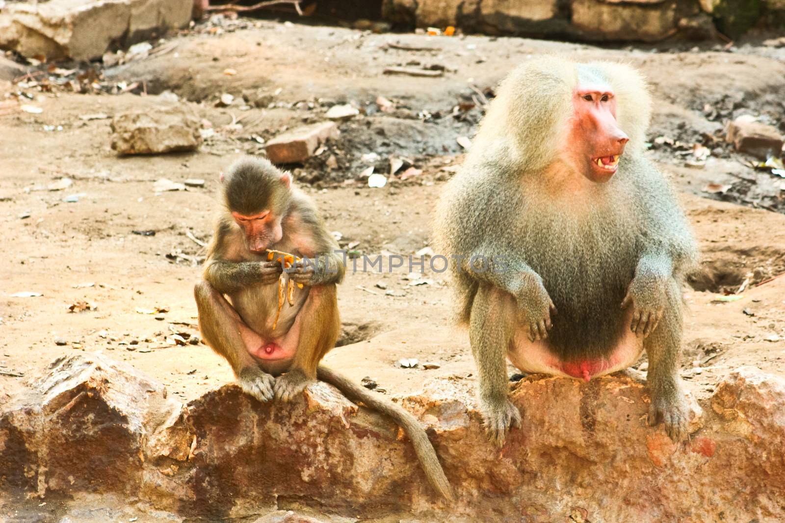 Baboon Monkey chilling , eating , playing on savanna on the mountains and rocks