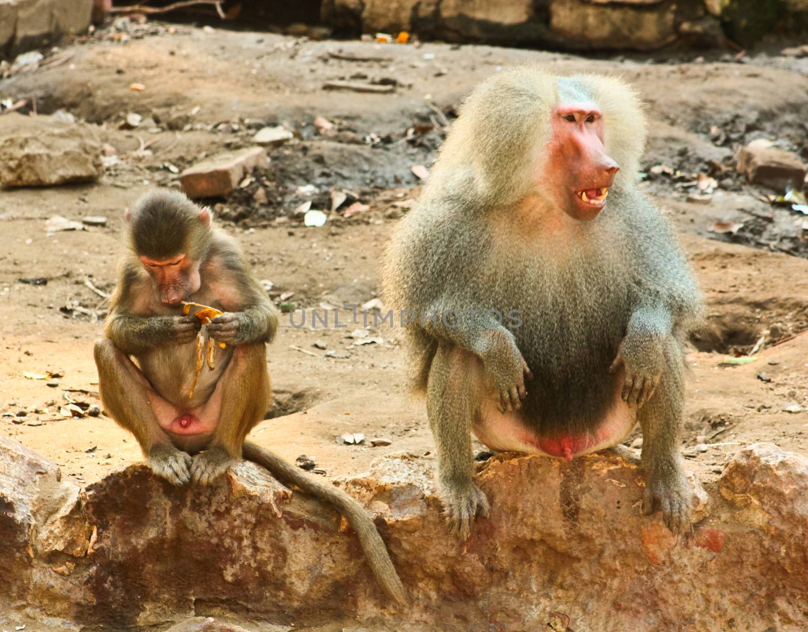 Baboon Monkey chilling , eating , playing on savanna on the mountains and rocks