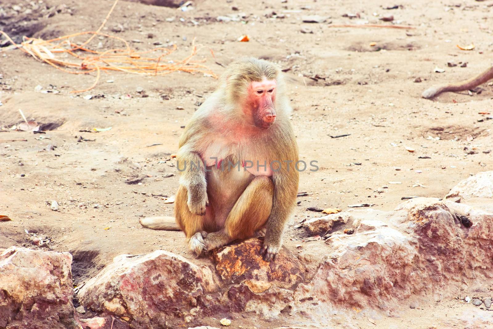 Baboon Monkey chilling , eating , playing on savanna on the mountains and rocks