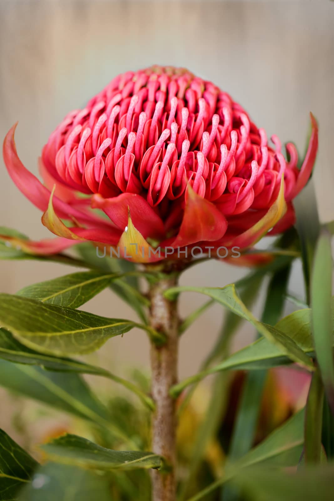 The waratah is a showy flower and the NSW floral emblem.