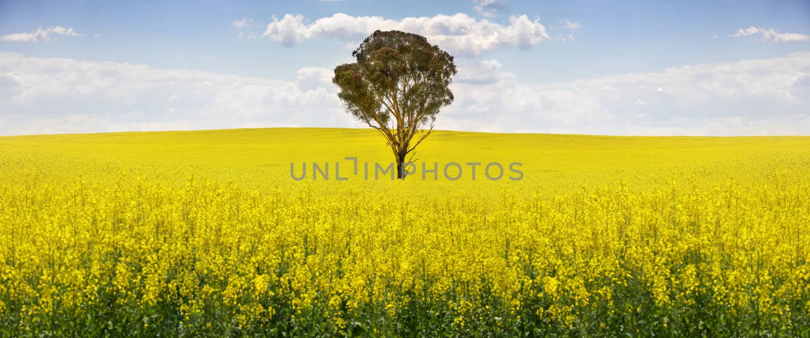 Australian gum tree in a field of golden canola.
