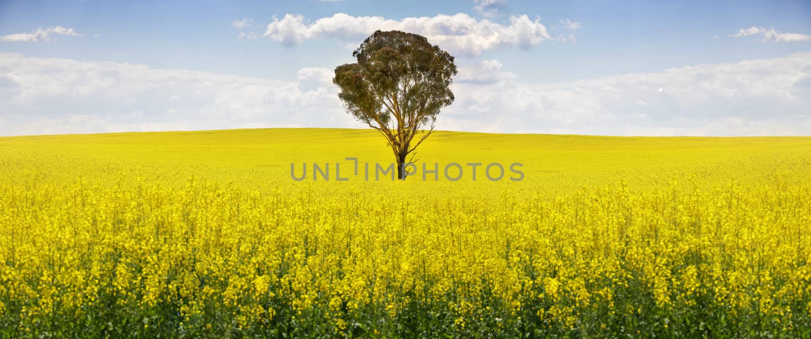 Australian gum tree in field of canola by lovleah