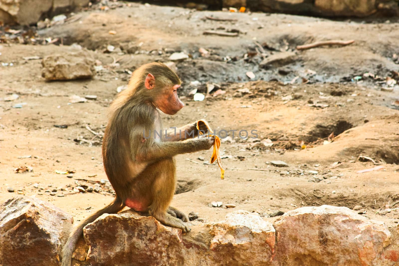 Baboon Monkey chilling by BassemAdel