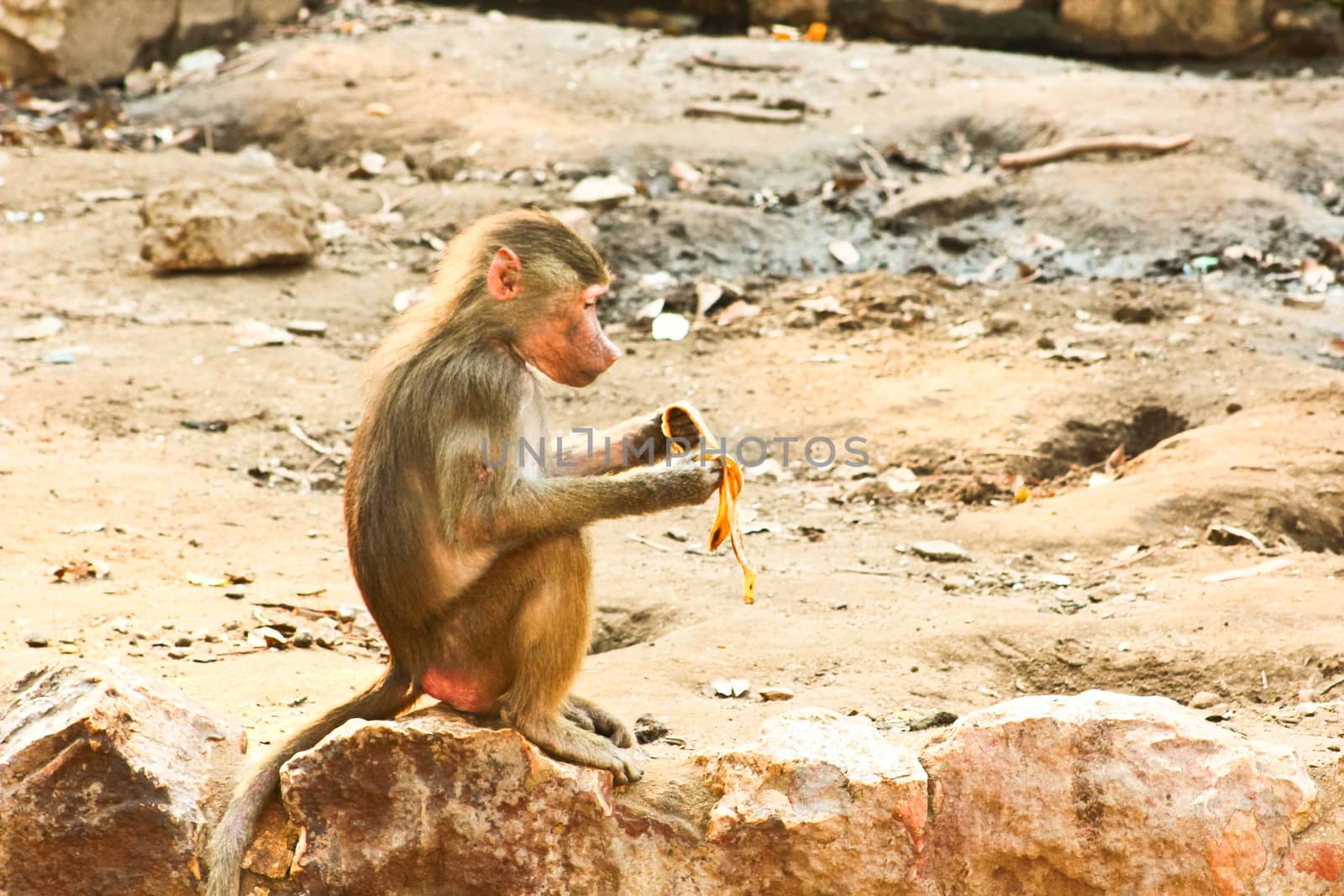 Baboon Monkey chilling , eating , playing on savanna on the mountains and rocks