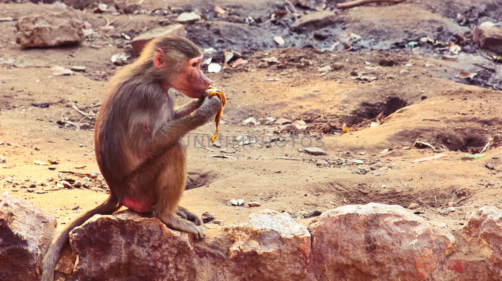 Baboon Monkey chilling by BassemAdel