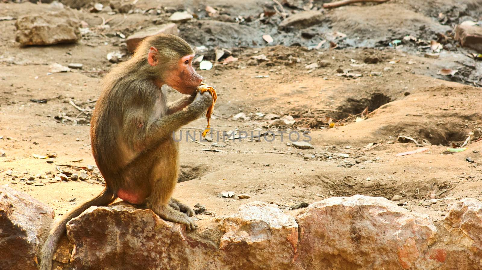 Baboon Monkey chilling , eating , playing on savanna on the mountains and rocks