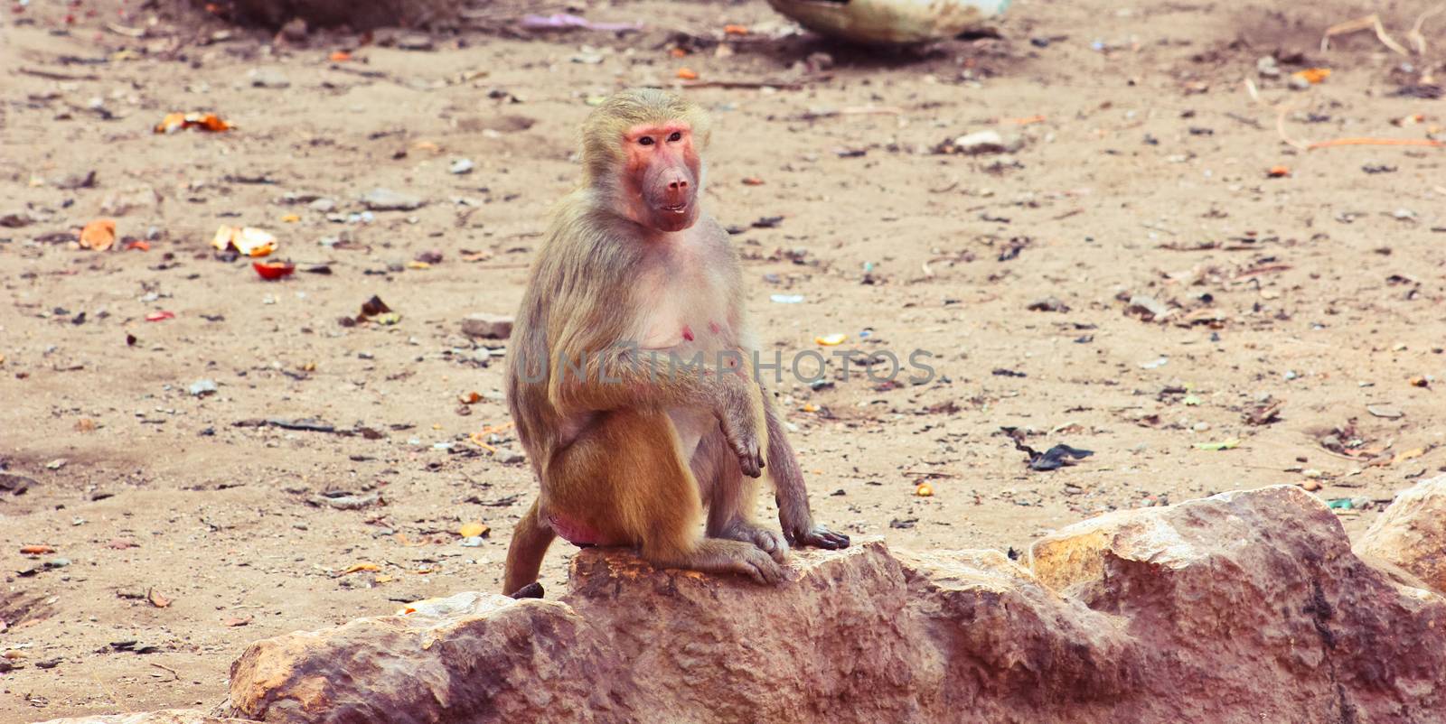 Baboon Monkey chilling , eating , playing on savanna on the mountains and rocks