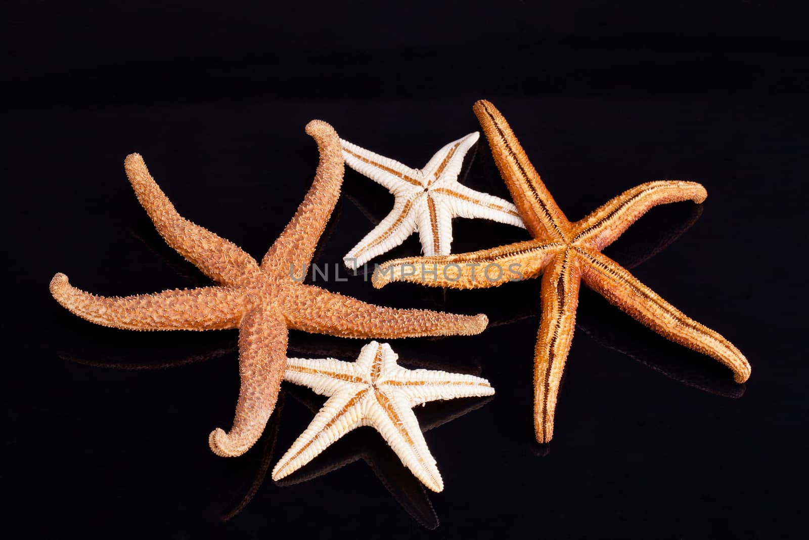 some of sea stars isolated on black background