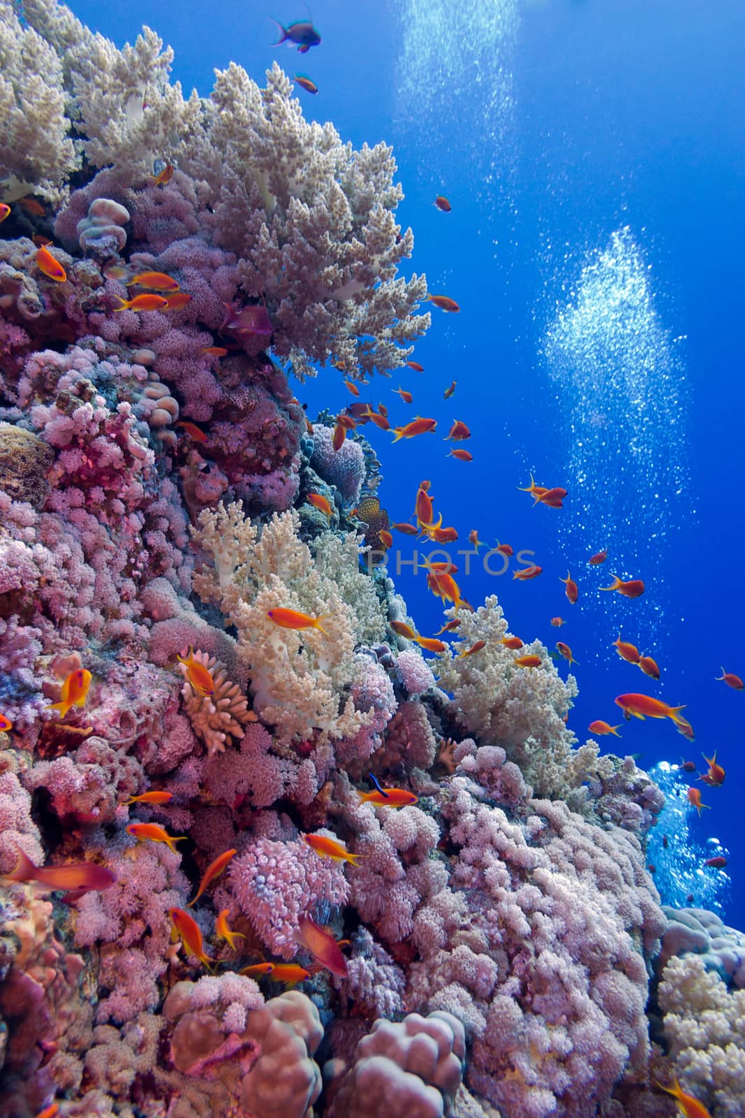colorful coral reef with soft and hard corals with exotic fishes  at the bottom of tropical sea