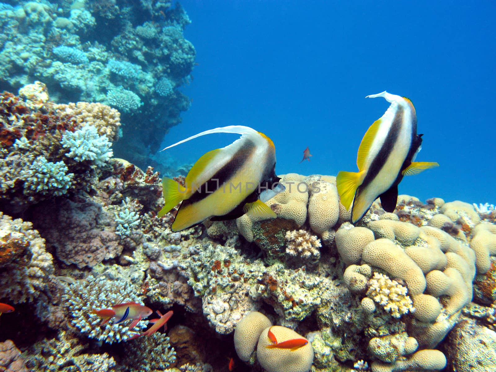 coral reef with couple of bannerfishes at the bottom of tropical sea