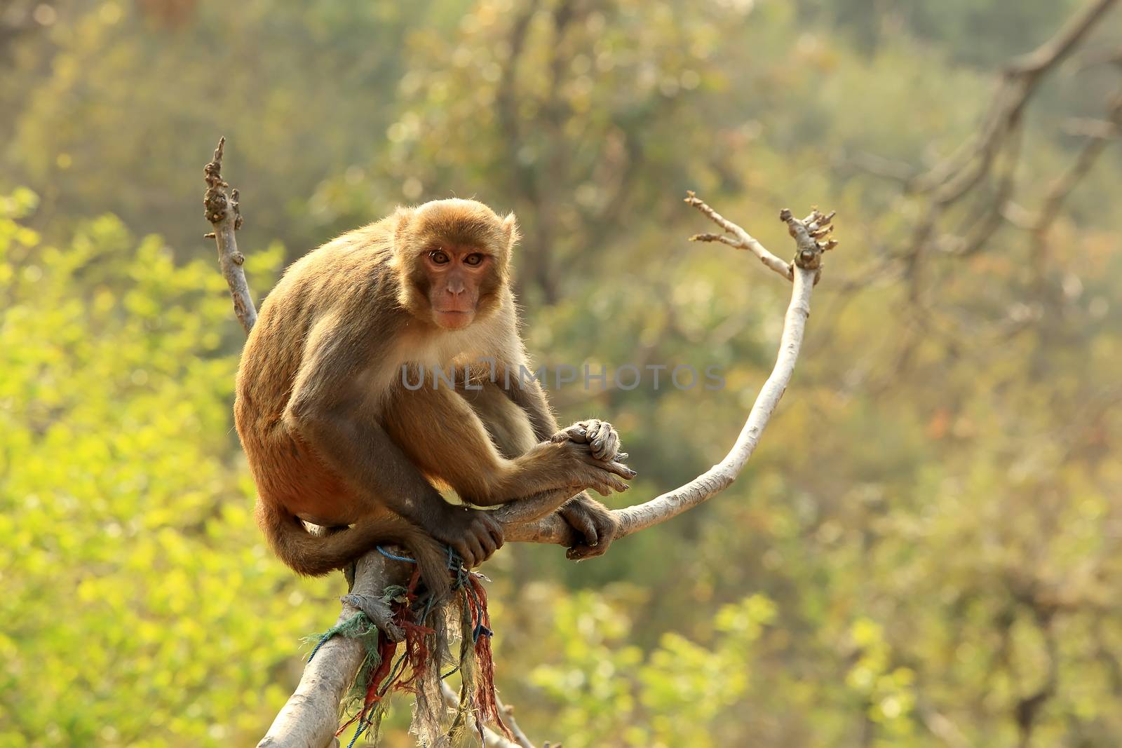 Macaque monkey on a tree in a Swayambhunath Stupa, Kathmandu, Nepal. 