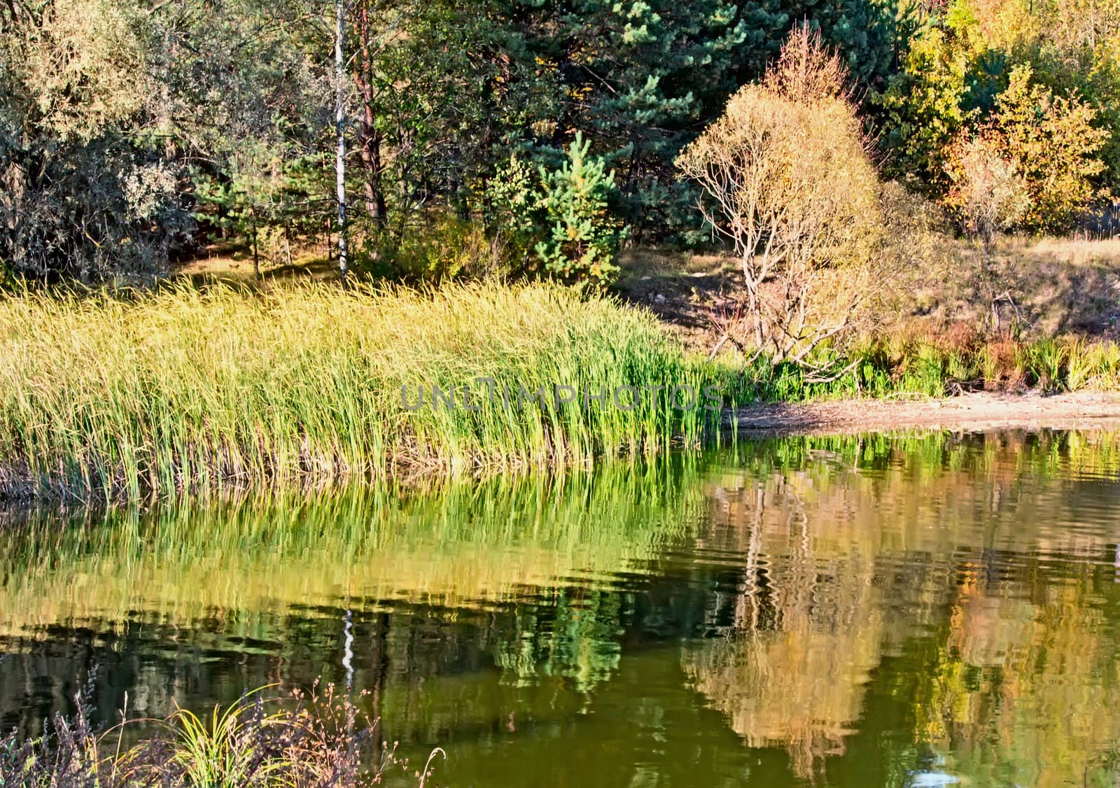 On the shore of a large lake with trees with yellow leaves. The crowns of trees reflected in the water.