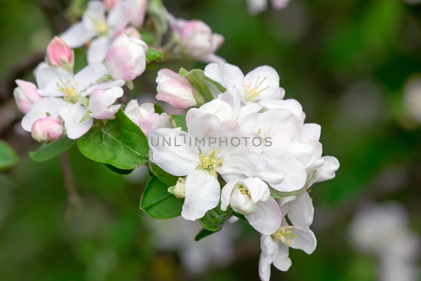 Branch of apple-tree with plenty of white-pink colors and buds in a green garden in spring.