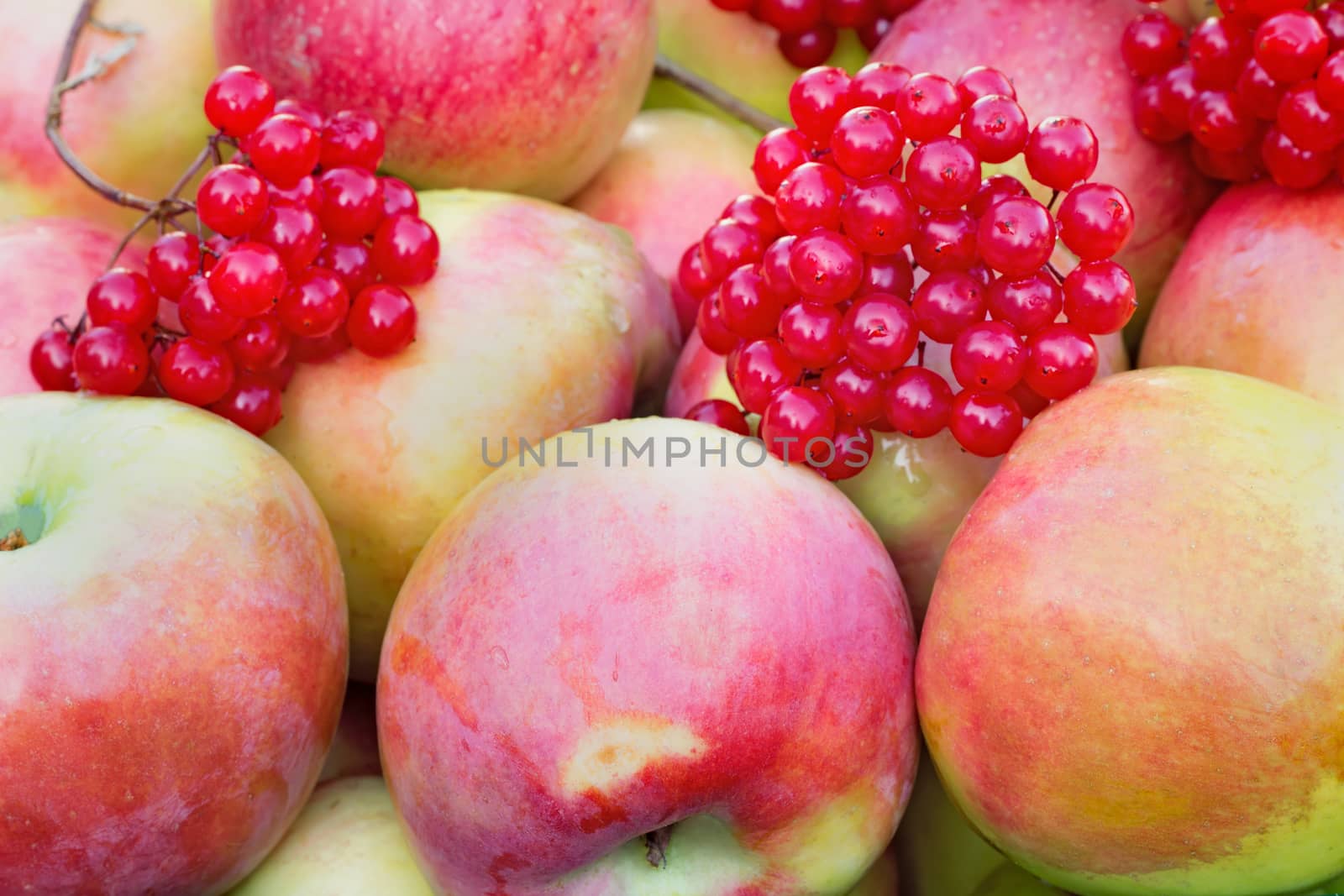 Beautiful and delicious large apples and red berries . Presents closeup.