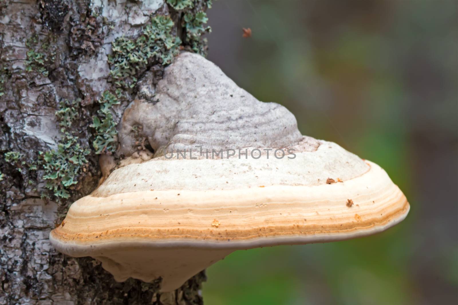 On the birch trunk, covered with moss growing large white mushroom chaga.