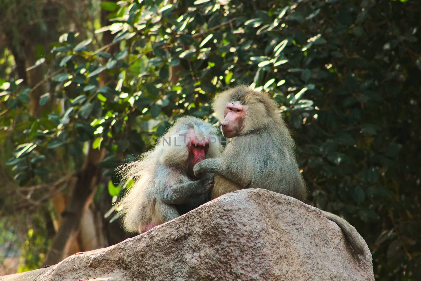 Baboon Monkey chilling , eating , playing on savanna on the mountains and rocks