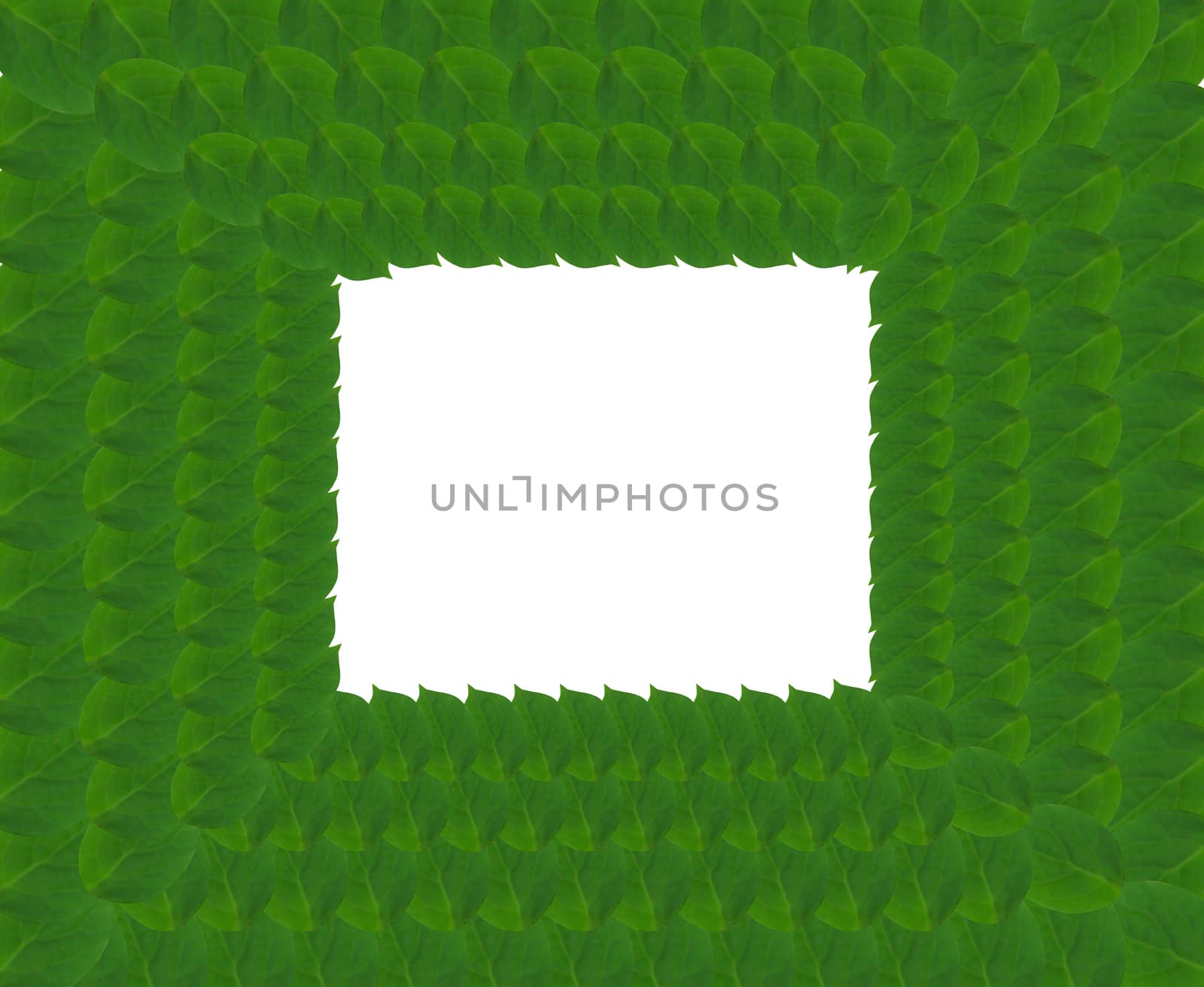Green square frame from leaves by alexmak