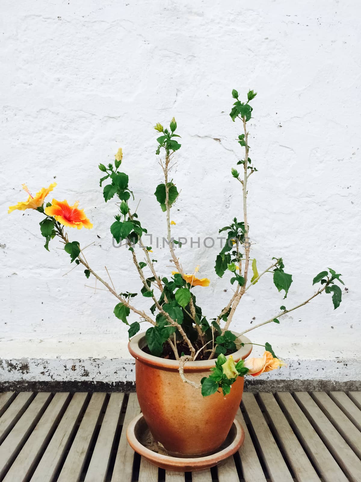 Orange mallow growing in clay pot, garden decoration.