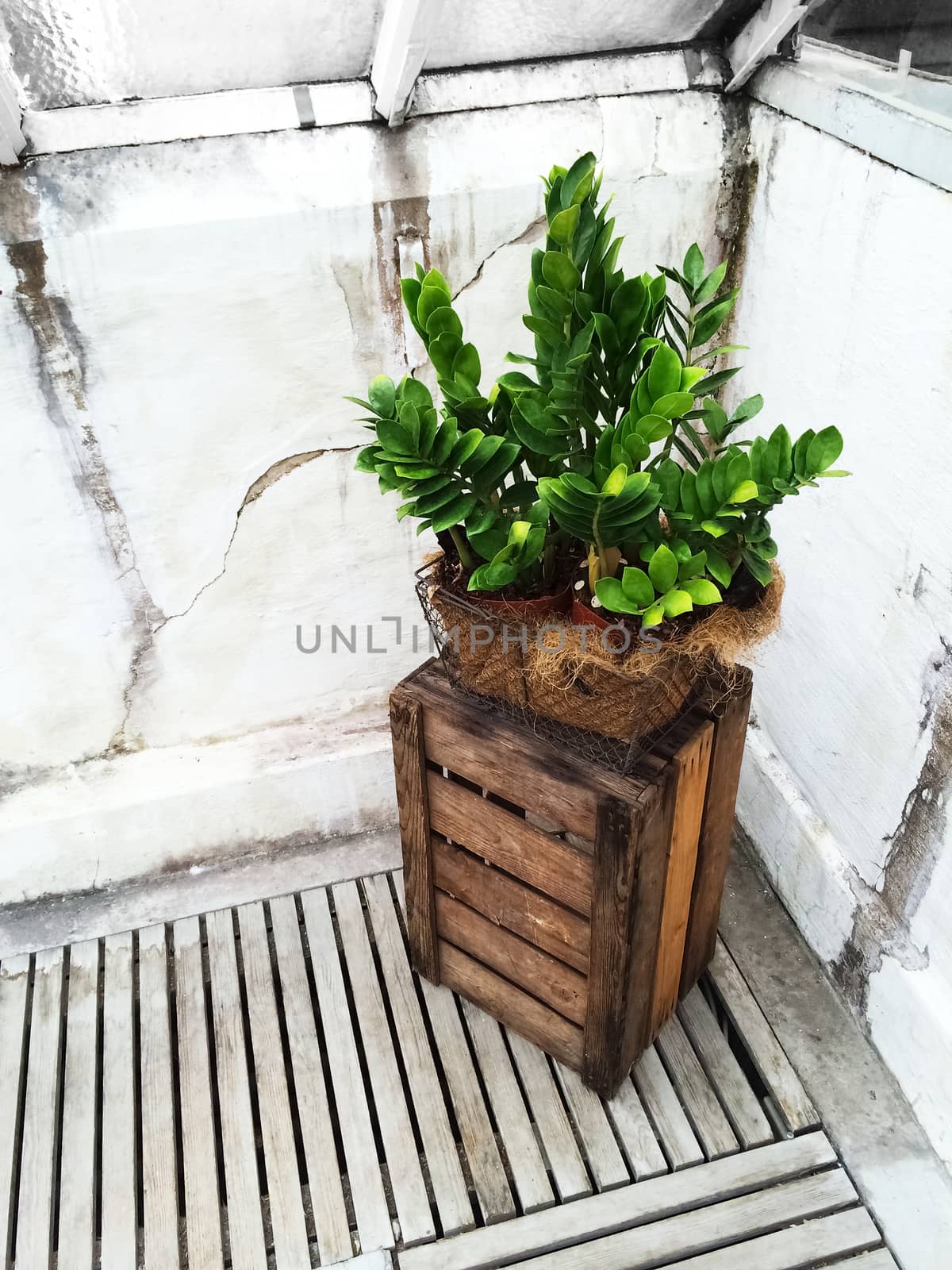 Green plant and wooden crate decorating an old greenhouse.