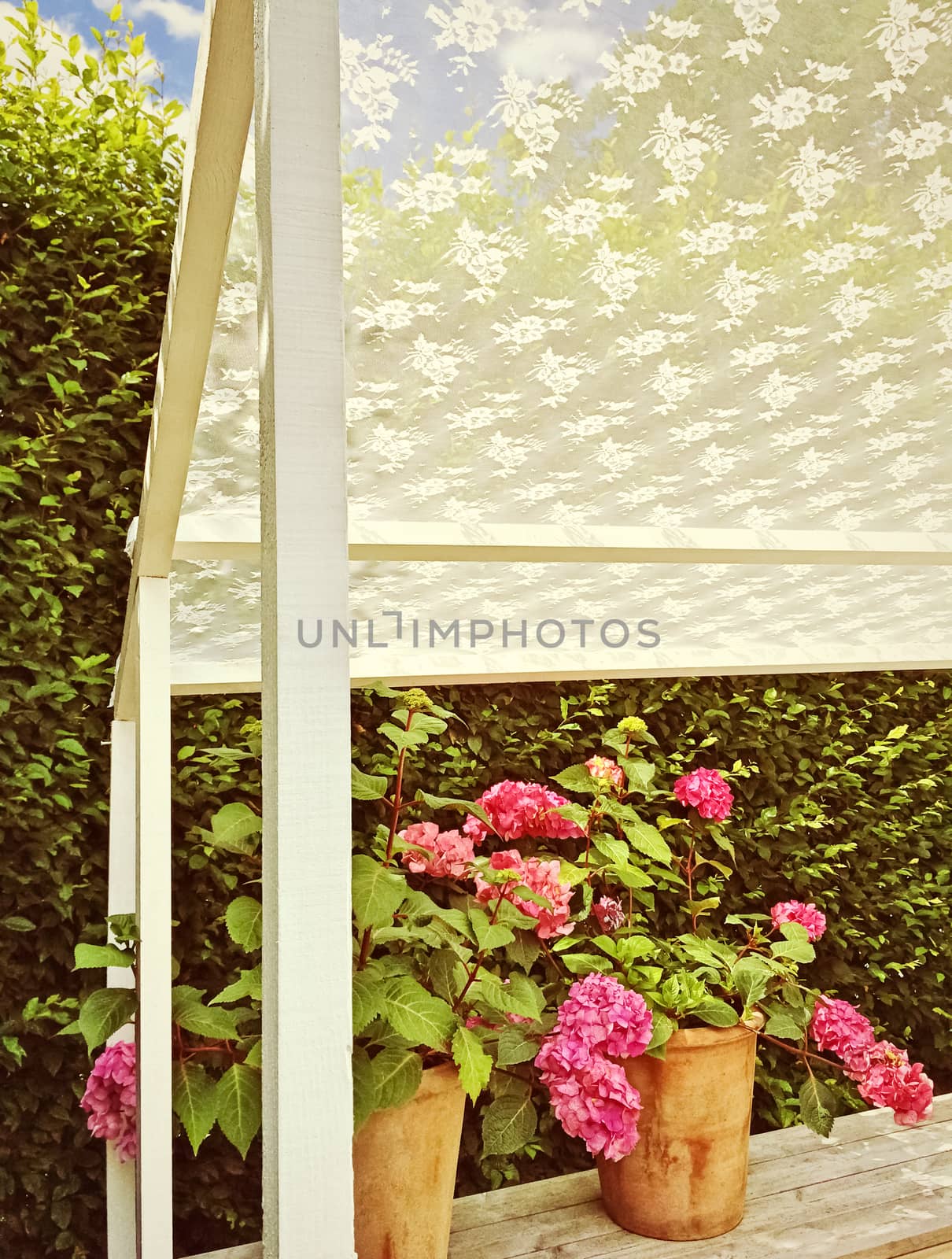 Sunny summer veranda with blooming gardenias.