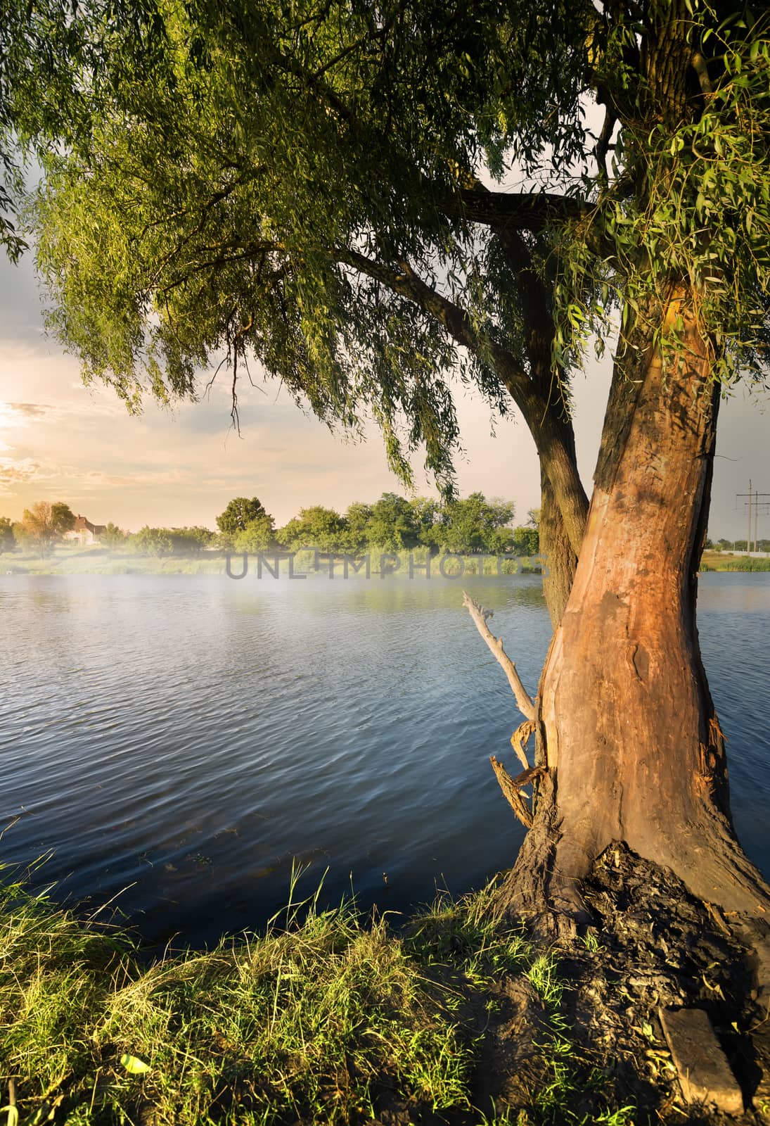 Willow on the river by Givaga
