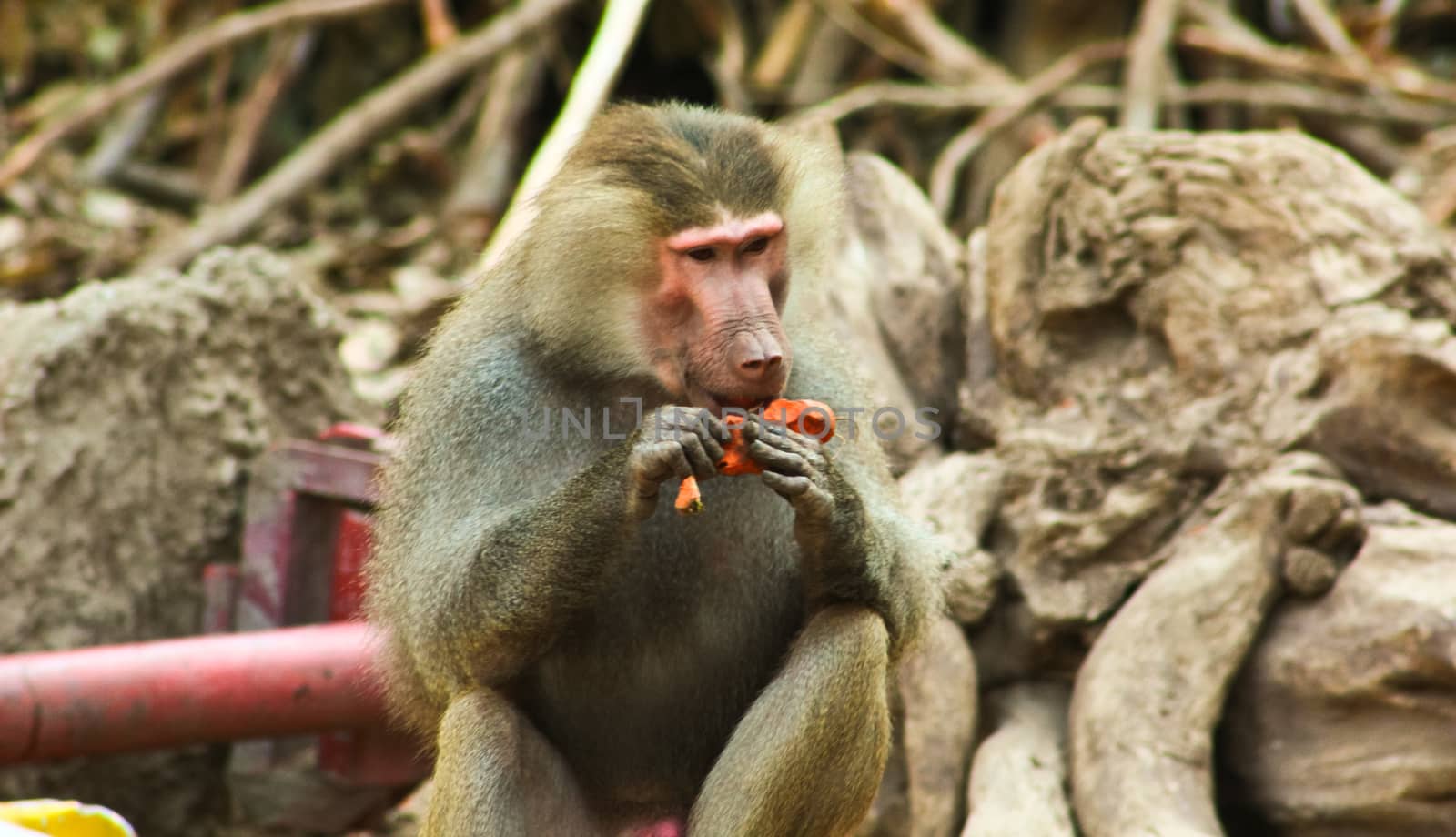 Baboon Monkey chilling , eating , playing on savanna on the mountains and rocks