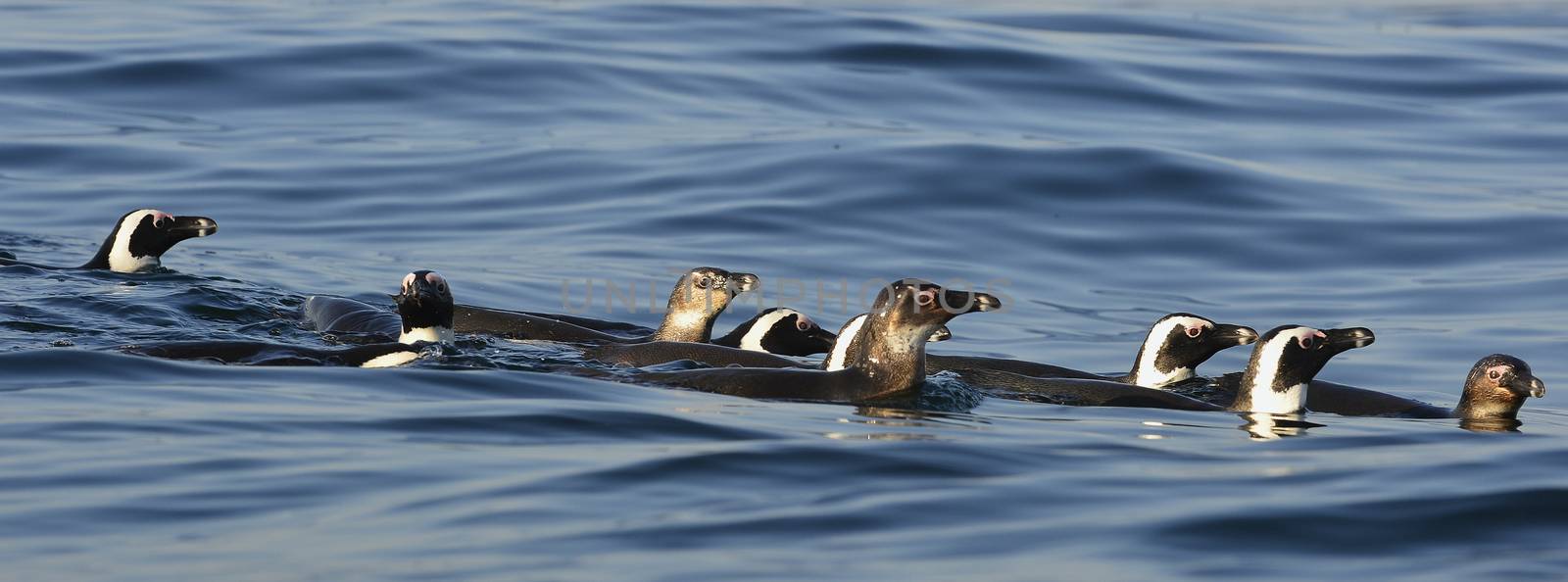 Swimming penguins. The African penguin (Spheniscus demersus) by SURZ