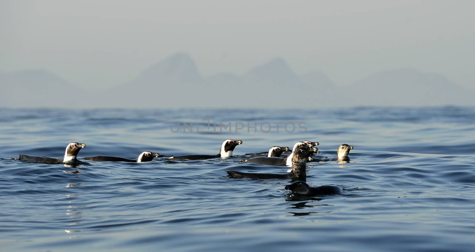 Swimming penguins. The African penguin (Spheniscus demersus) by SURZ