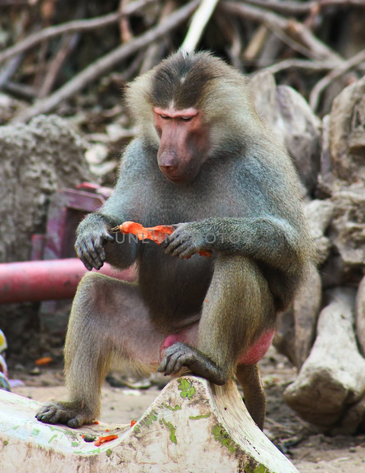 Baboon Monkey chilling by BassemAdel