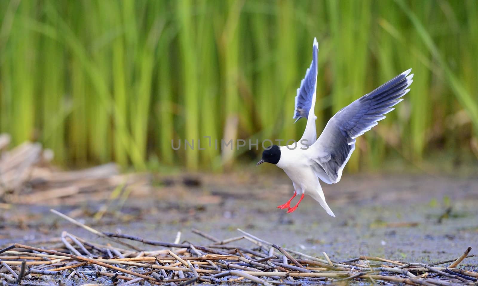 Black-headed Gull (Larus ridibundus) in flight on the green grass background. 