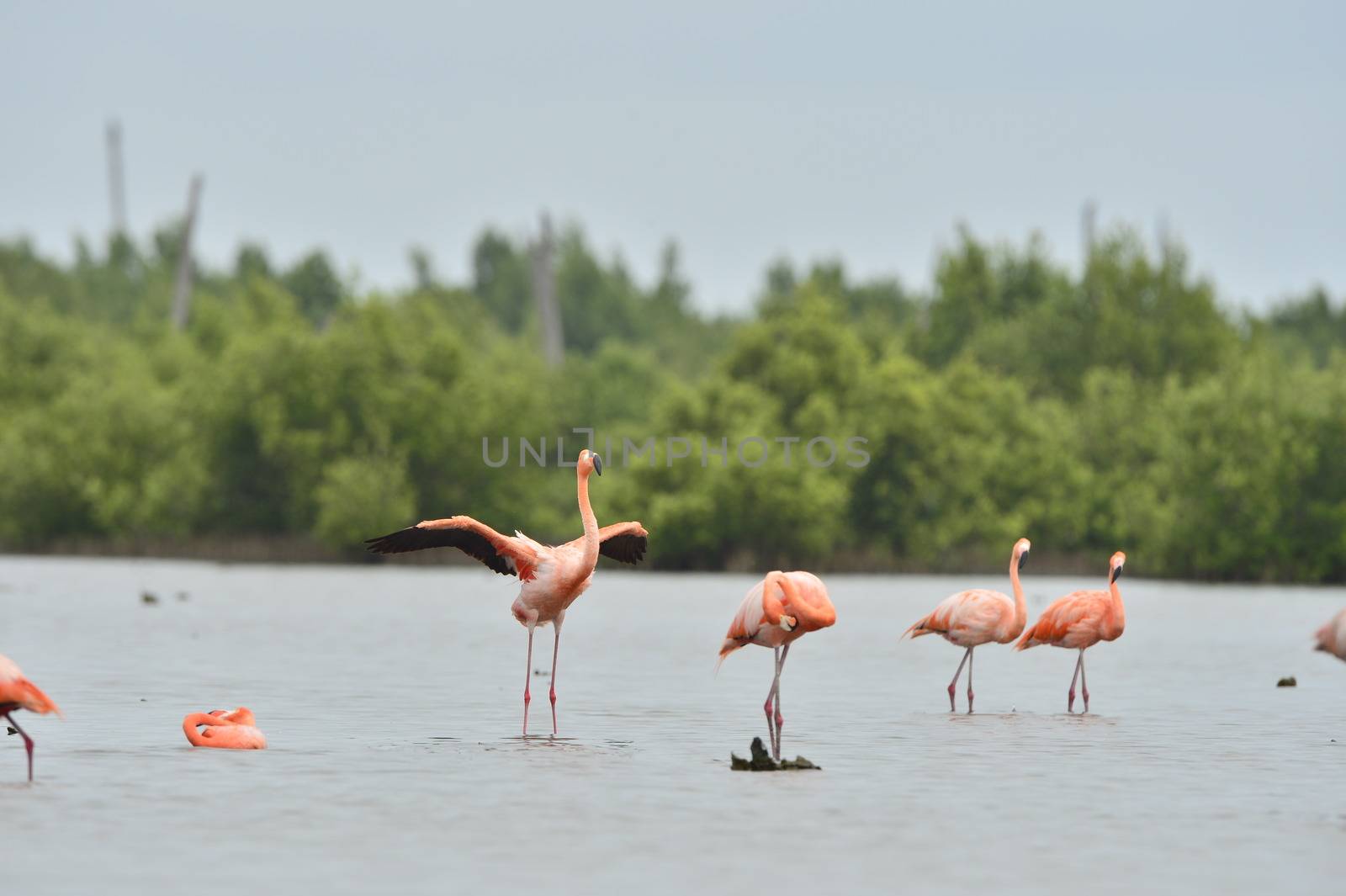 American Flamingos ( Phoenicopterus ruber )  by SURZ