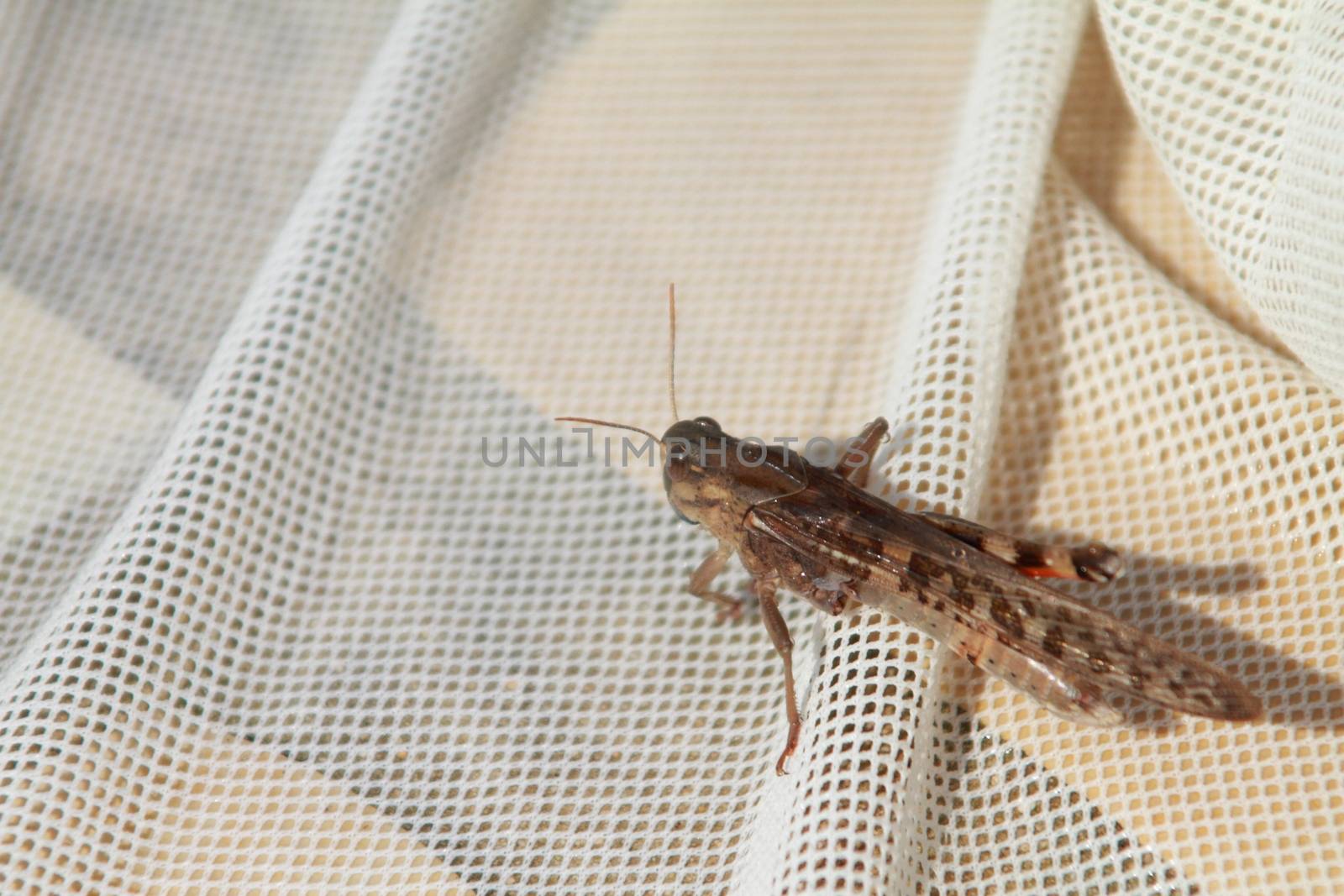 grasshopper on a net