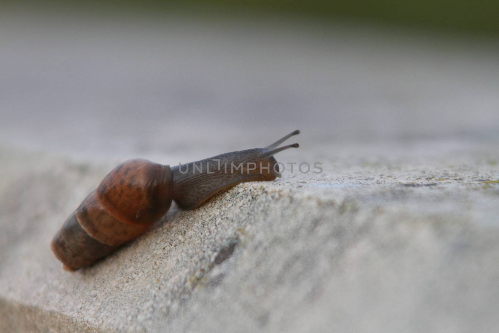 snail by mitzy