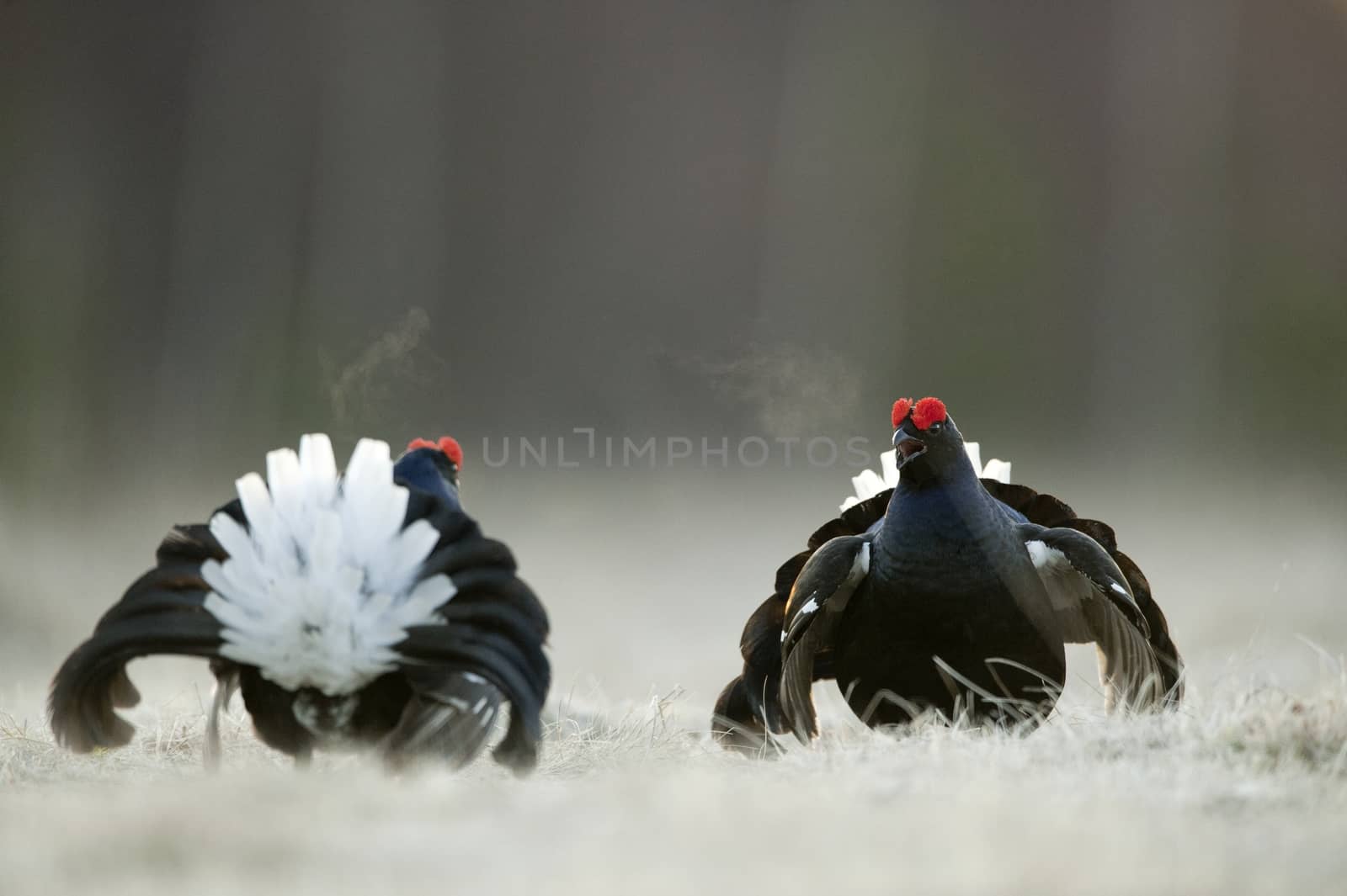 Lekking Black Grouse ( Lyrurus tetrix) Portrait. Early morning. 