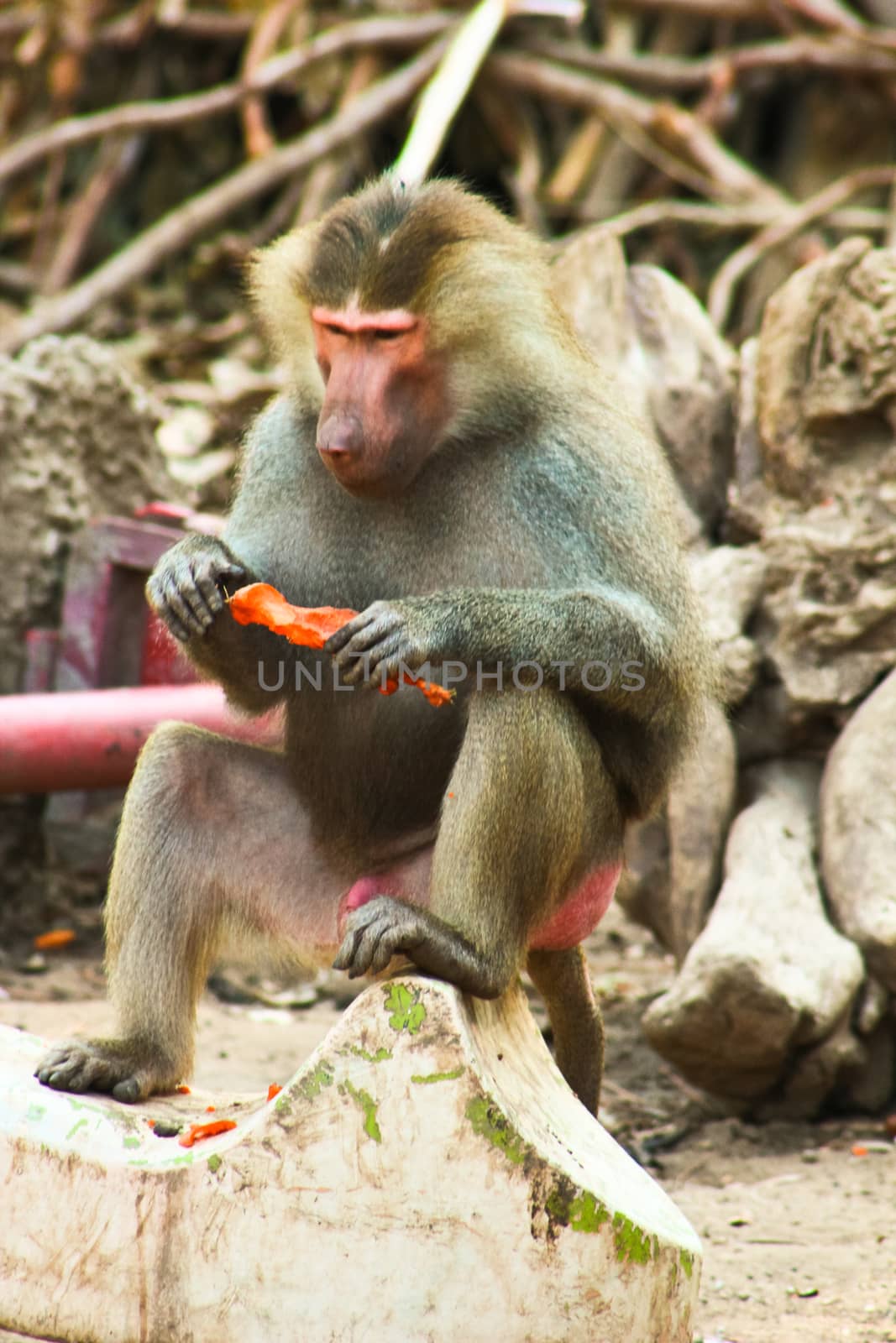 Baboon Monkey living, eating and playing in the Savanna standing on mountains and rocks