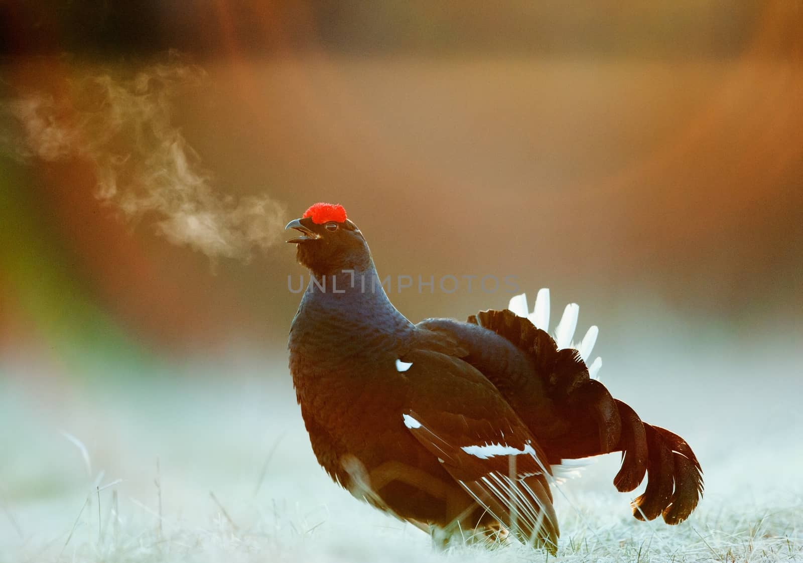 Lekking Black Grouse  by SURZ