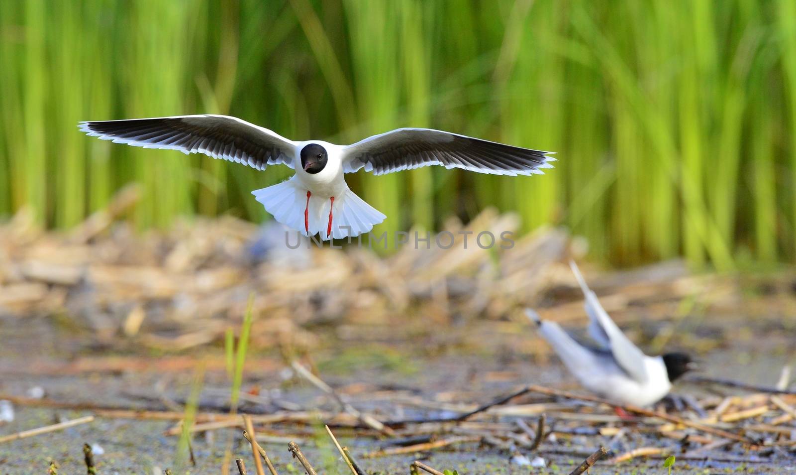 the front of Black-headed Gull (Larus ridibundus) flying by SURZ