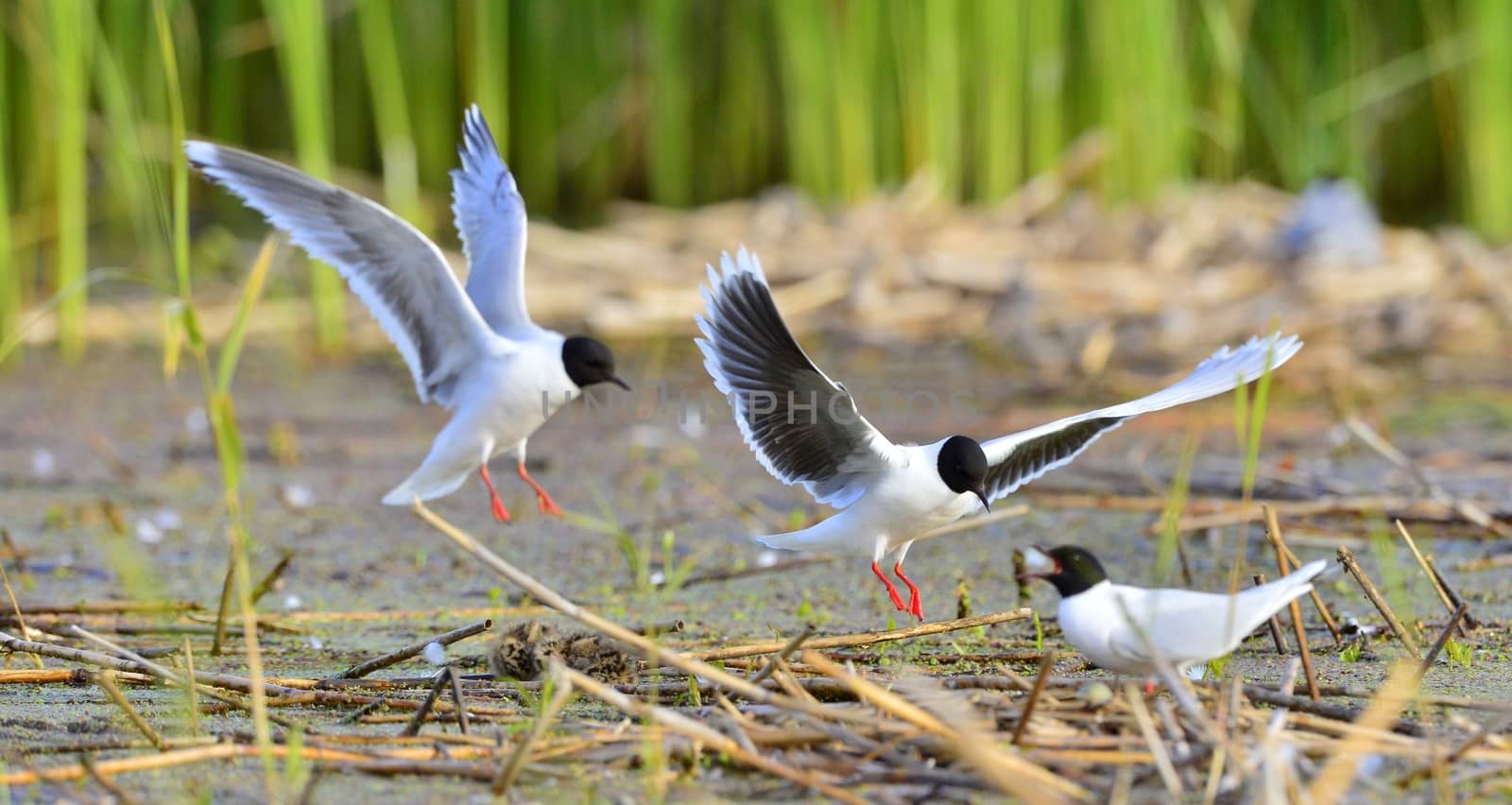 Black-headed Gull (Larus ridibundus) in flight on the green grass background. 