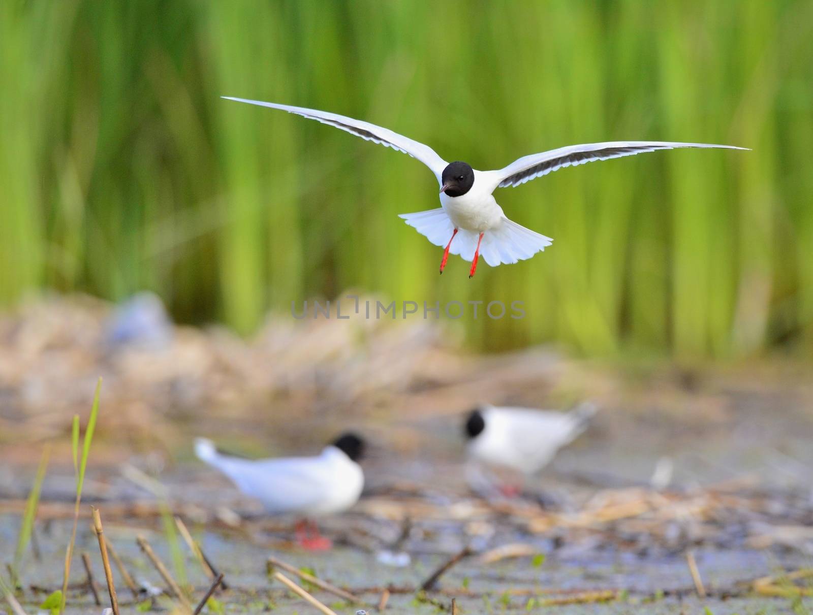 Black-headed Gull (Larus ridibundus)  by SURZ