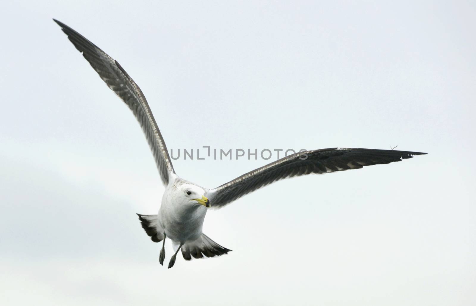 Flying kelp gull (Larus dominicanus), also known as the Dominican gul and Black Backed Kelp Gull. False Bay, South Africa