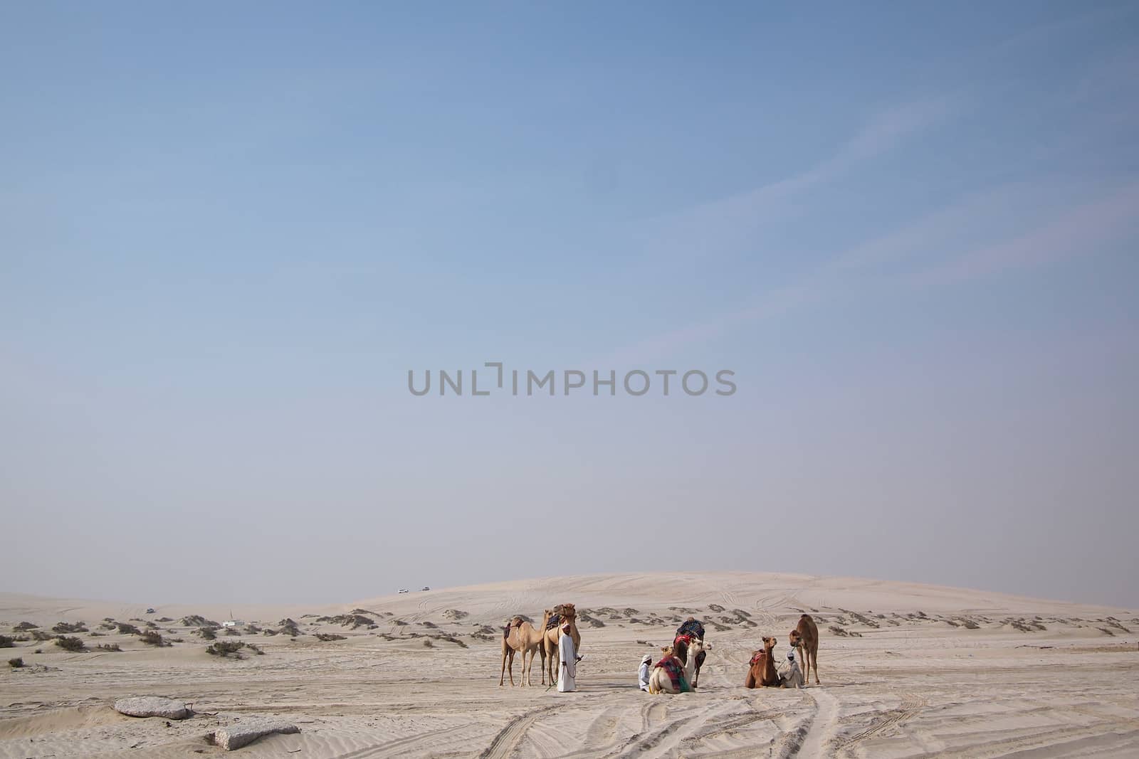 A group bedouin with dromedaries in the sand of the Arabian desert in the Arabian Gulf state Qatar.