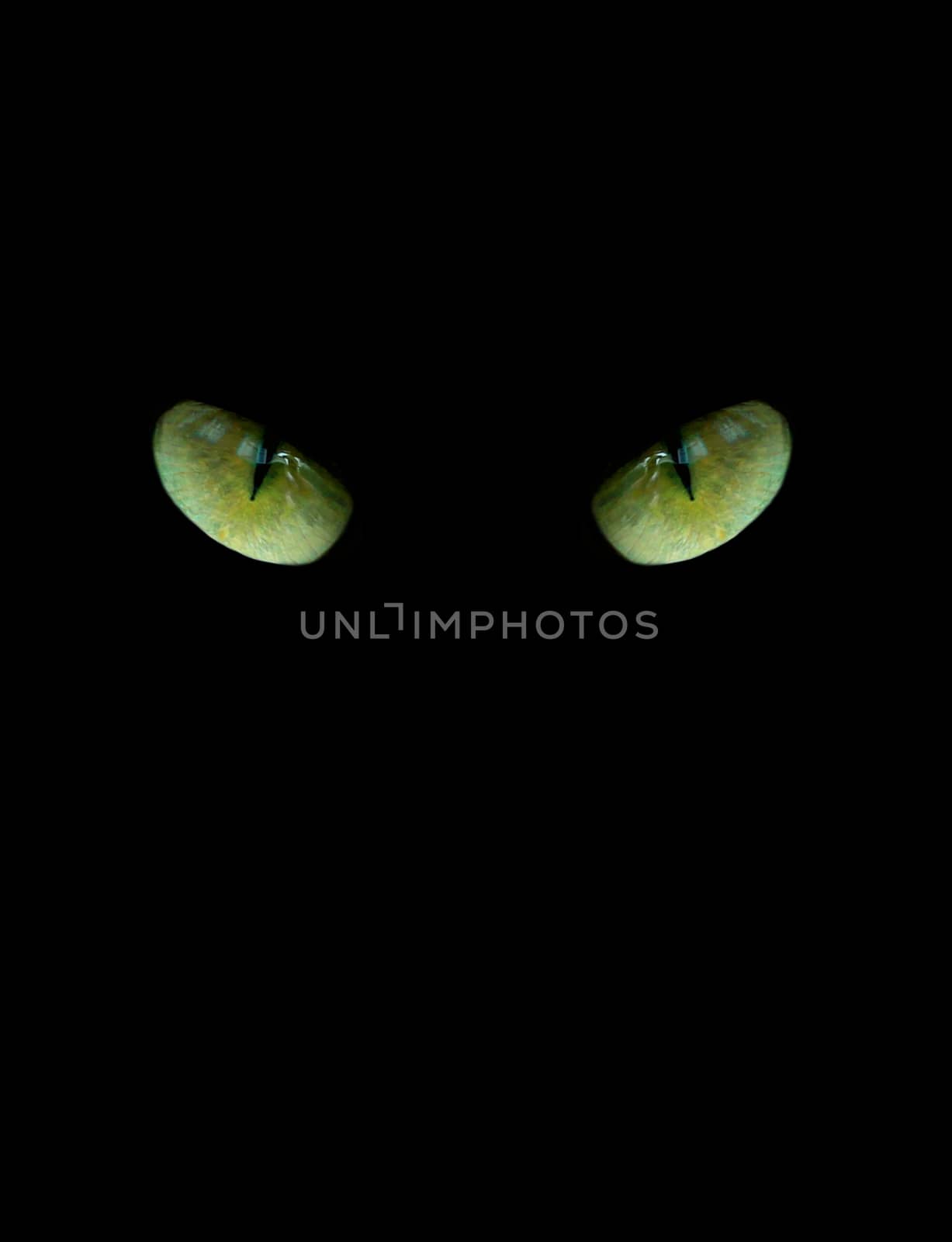 eyes of cat isolated on the black background