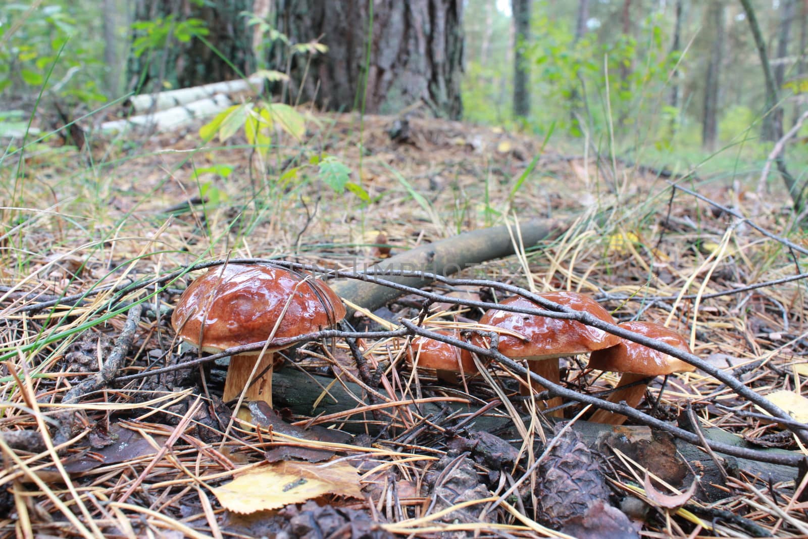 Beautiful mushroom of Boletus badius by alexmak